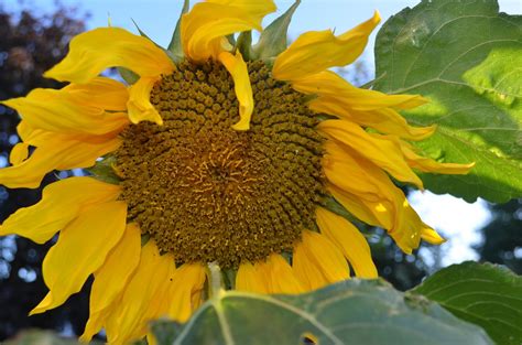 Kelli's Northern Ireland Garden: Giant Sunflowers