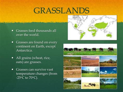 Temperate Grasslands Biome Location Plants Animals