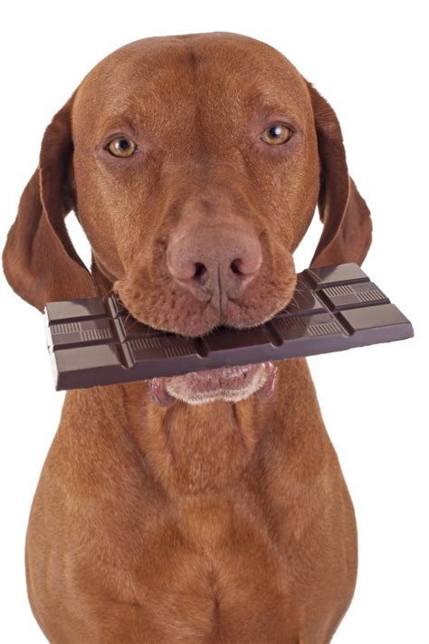 Why Cant Dogs Eat Chocolate Wonderopolis