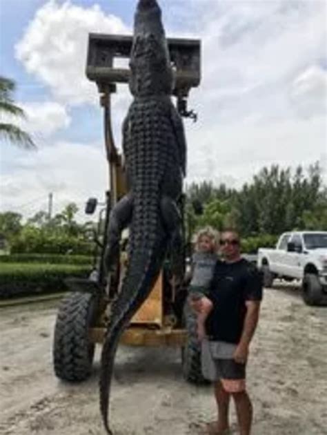 Florida Alligator Hunters Catch 13 Foot 750 Pound Gator The Largest