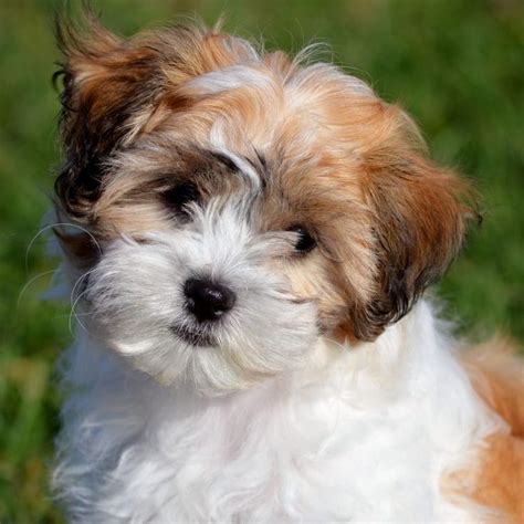7 Facts About Shichon Teddy Bear Puppies Greenfield Puppies Shichon