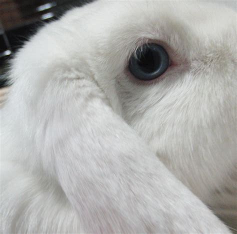 Holland Lop Blue Eyed White Rabbit Usa White Rabbit Bunny Rabbit