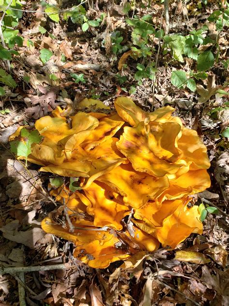 Chicken Of The Forest Western Nc Foraging