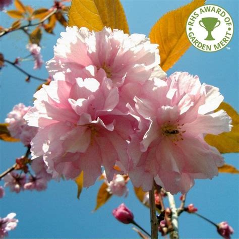 Prunus Kanzan Buy Kanzan Japanese Cherry Blossom Trees
