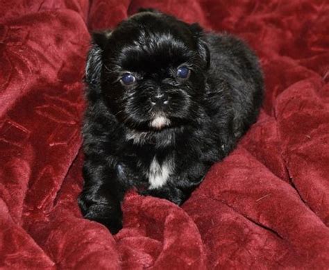 There are 6 female and 1 male puppy. Shih Tzu Puppy for Sale - Adoption, Rescue | Shih-Tzu ...