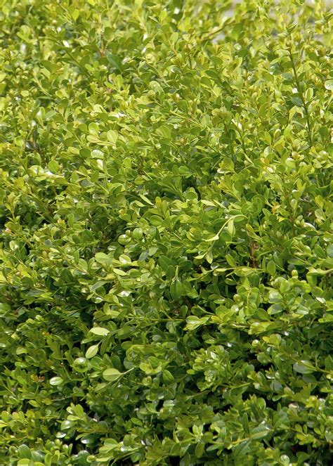 For this reason it is best to grow them in pots, so they be protected more easily. Winter Gem Boxwood | Winter gem boxwood, Evergreen shrubs ...
