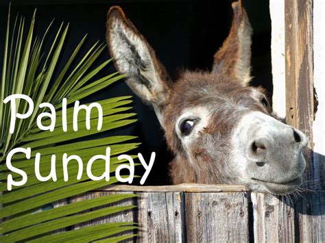 Benji The Palm Sunday Donkey Mr Gs Ponderings