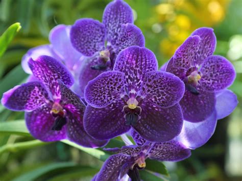 Orchid Propagation Methods Learn How To Propagate Vanda Orchids