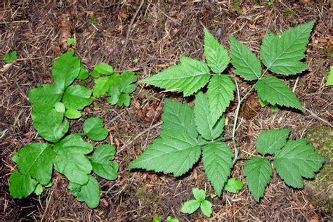 Poison Oak Pictures What Does Poison Oak Look Like