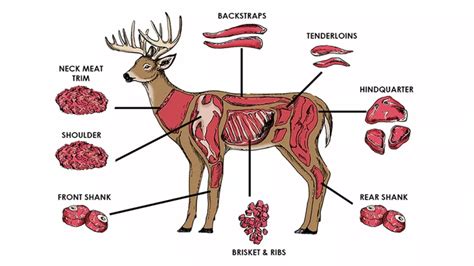 Deer Meat Anatomy