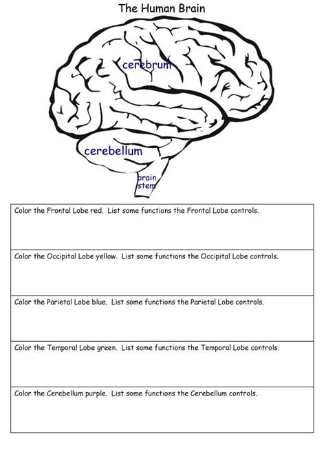 Brain Parts And Functions Brain Anatomy And Function Ap Psychology