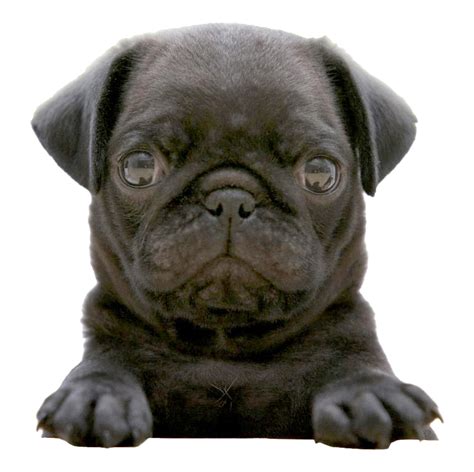 Pug Png Picture Png All Png All