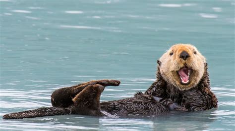 Redwood Region Audubon Society Discusses Reintroducing Sea Otters To