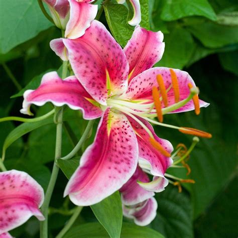 The Flower District Glastonbury Ct Pink Tiger Lily Flower