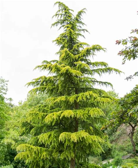 A Very Old Cultivar Cedrus Deodara Aurea Deodar Cedar Is A Large