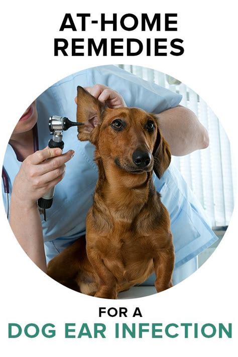 Home Remedies For Your Dogs Ear Infections Yeast Ear Treatments For