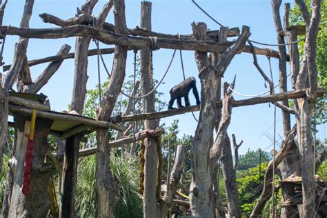 Gorilla Outdoor Enclosure Zoochat