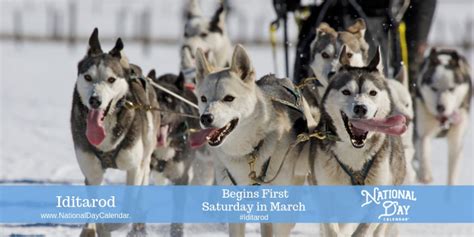 Iditarod Begins First Saturday In March Alaska Skagway Alaska Pets