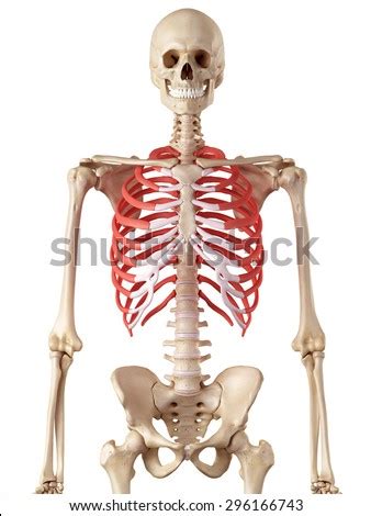 They are often accidentally discovered during the abdominal imaging procedure. Rib Cage Stock Images, Royalty-Free Images & Vectors ...
