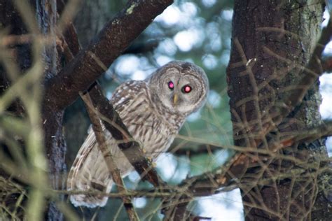 Barred Owl With Red Eyes Smithsonian Photo Contest Smithsonian Magazine