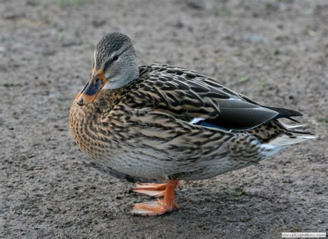 Female Ducks Identification Wildfowl Photography