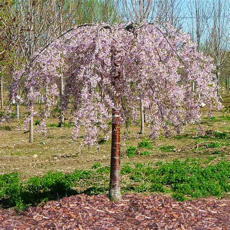 Pink Weeping Cherry Tree Prunus Subhirtella Var Pendula 15 Gal 68