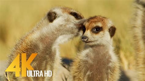 Meerkats And Squirrels From The Kalahari Desert 4k Wildlife Documentary