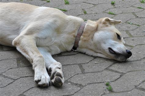 File2014 Dog Relaxing On A Hot Summer Day Wikimedia Commons