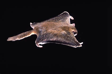 Southern Flying Squirrel Photograph By Nicholas Bergkessel Jr Pixels
