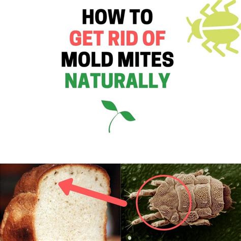 How To Get Rid Of Mold Mites Naturally Flour Cheese