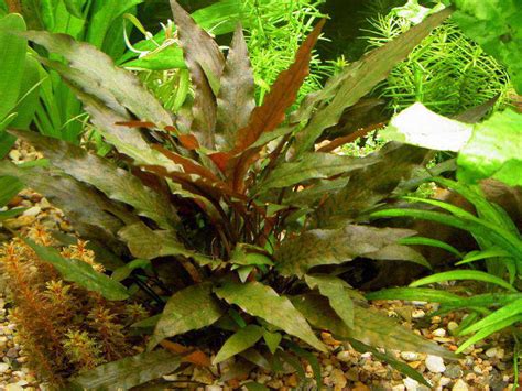 It grows according to lighting as the ideal light is very intense. Cryptocoryne Wendtii