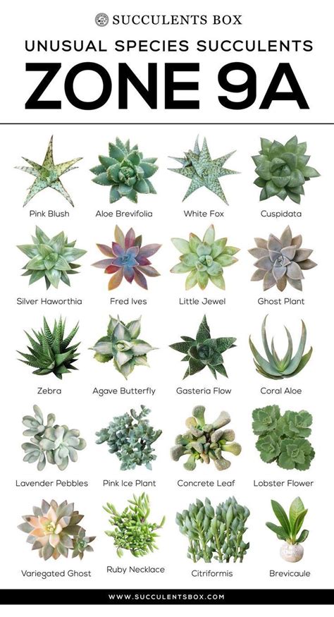 Types Of Cactus Chart
