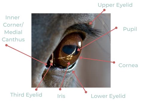 Basic Horse Anatomy The Eye The Open Sanctuary Project