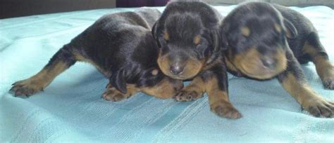 Find doberman pinscher puppies and breeders in your area and helpful doberman pinscher information. Akc Doberman Puppies for Sale in Bazetta, Ohio Classified ...