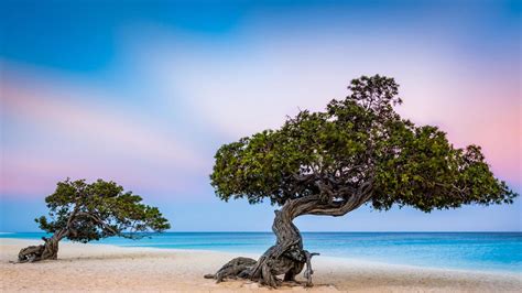 Beautiful Nature Picture Of Divi Divi Tree In Eagle Beach Aruba Hd
