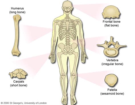 Types Of Bone And Examples Knochen