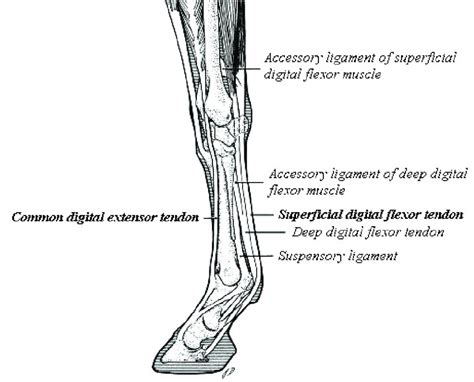 Anatomy Of A Horses Leg