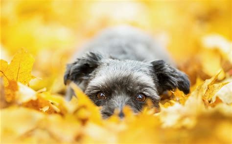 Dog Hidden In The Yellow Leaves Autumn Hd Wallpapers