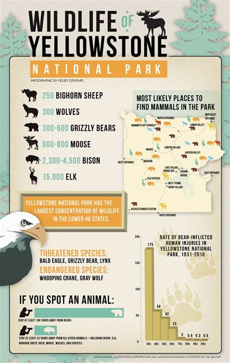 Wildlife Of Yellowstone National Park Infographic For The Big Sky