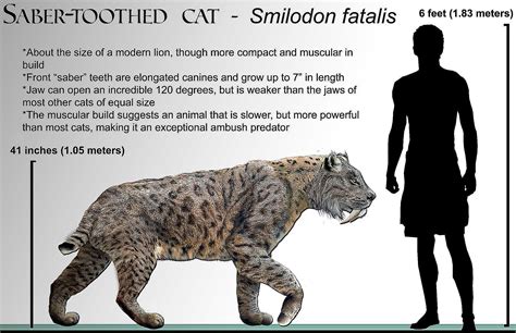 Facts About The Saber Tooth Tiger