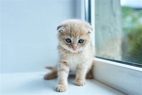 Premium Photo British Little Playful Kitten At Home Near The Window