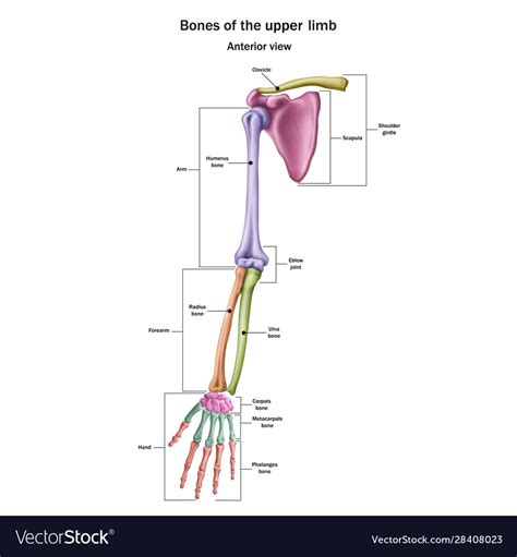 Snn Bones Upper Limb With Name And Royalty Free Vector Image