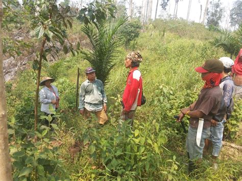 Pemantauan Dan Perlindungan Hutan Berbasis Ct Smart Hutan Harapan