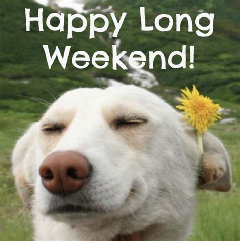 Happy Long Weekend Silly Pictures Animal Quotes Silly Dogs
