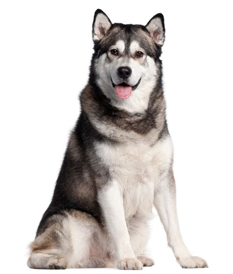 Alaskan Malamute Dog Breed Characteristics Appearance History