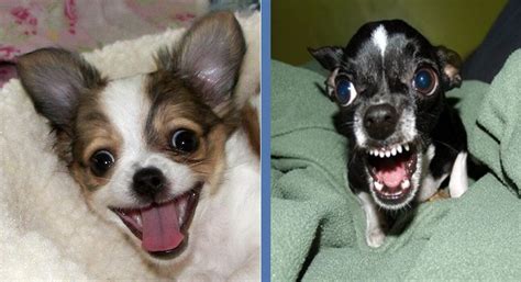 Check spelling or type a new query. Chihuahua Meme Angry Happy - Pets Lovers
