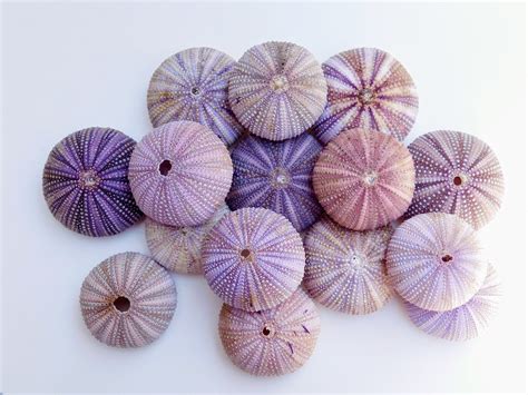 Bulk Purple Urchin 15 Pcs Purple Sea Urchins Shell Craft Sea Etsy