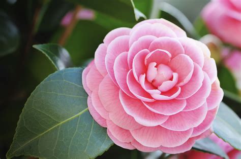 january plant of the month camellia powerscourt garden pavilion
