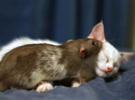 Adopted Kitten And Pet Rat Become Instant Best Friends Love Meow