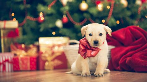 Dog Christmas Tree Wallpaper Pets Lovers